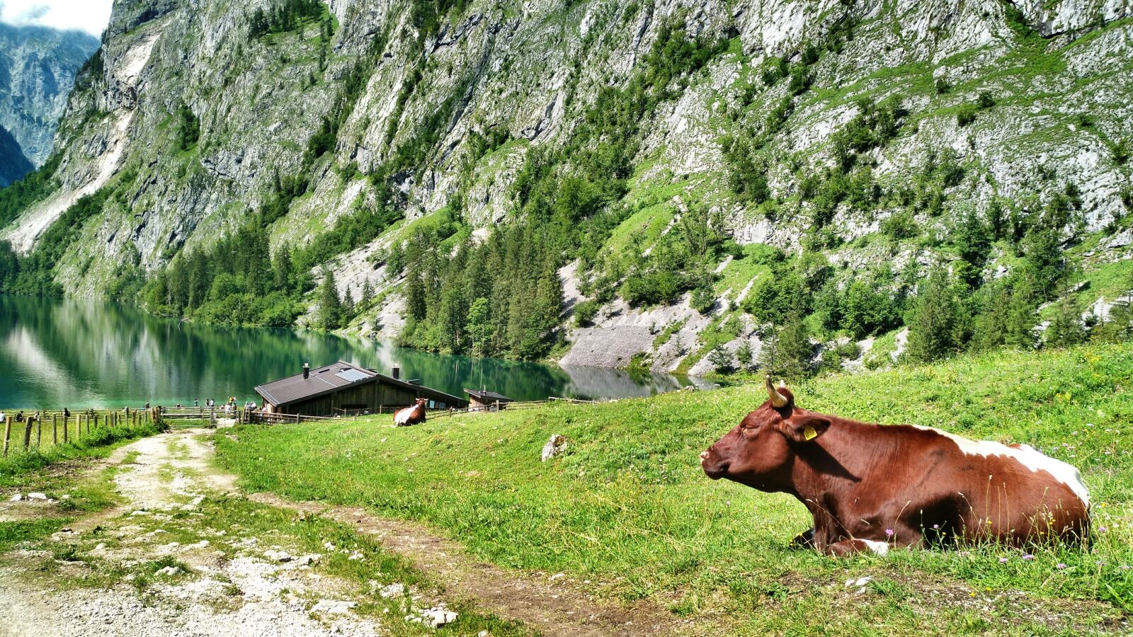 nubia Z11 MINI sample photo. Fischunkelalm, upper lake, cow photography