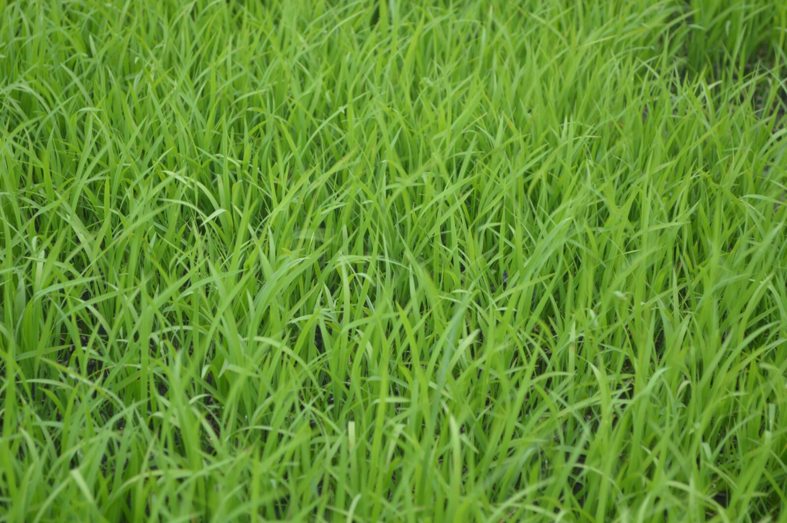Nikon D3200 sample photo. Green, lawn, meadow photography