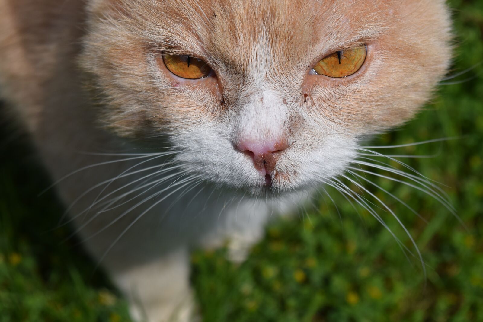 Nikon D3300 sample photo. Cat, view, close up photography