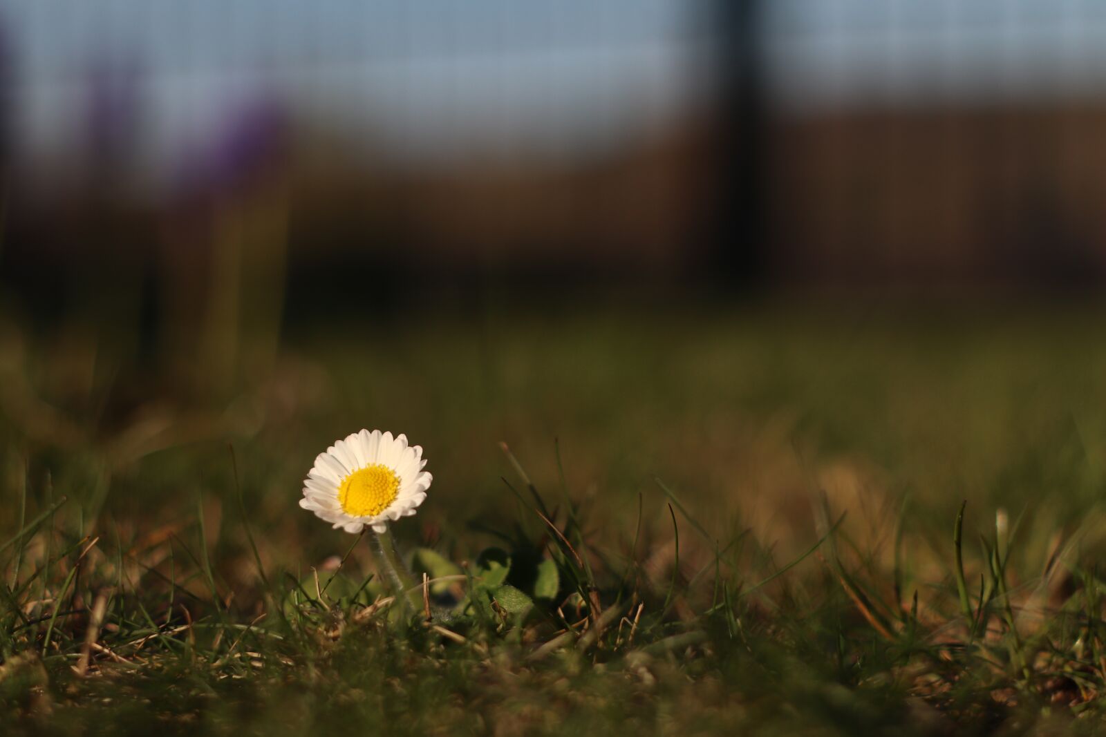 Canon EF 50mm F1.8 II sample photo. Flower, macro, meadow photography