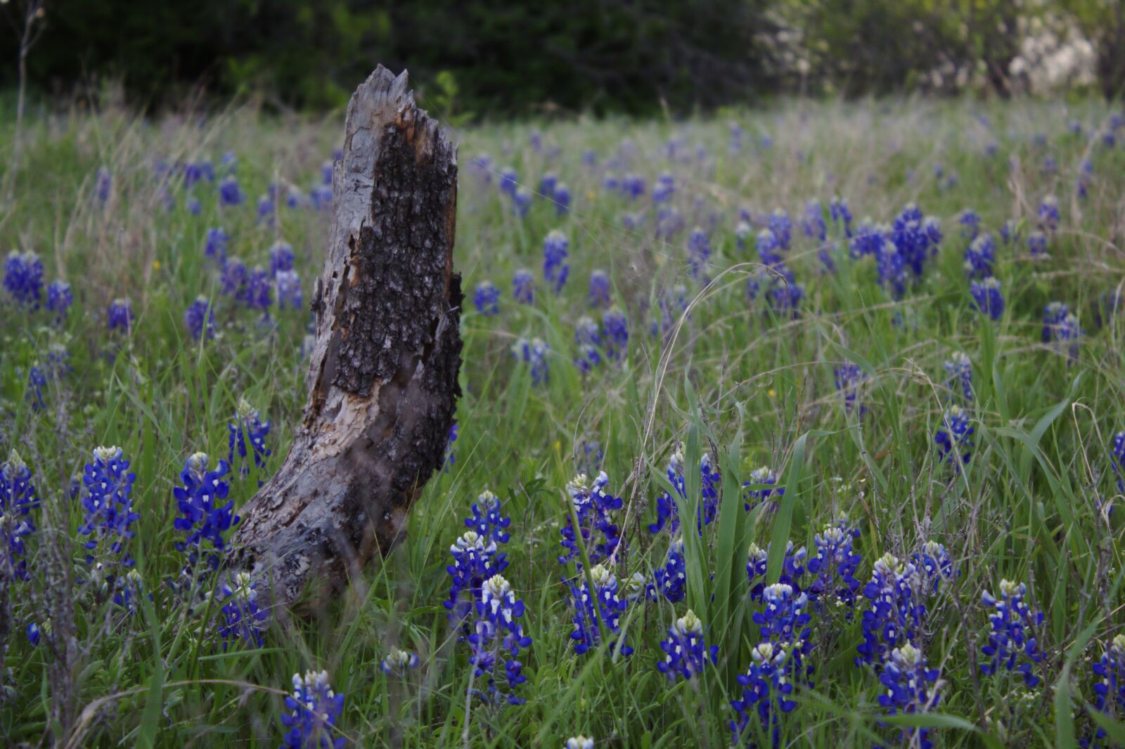 Canon EOS 1300D (EOS Rebel T6 / EOS Kiss X80) sample photo. Log, grass, bluebonnets photography