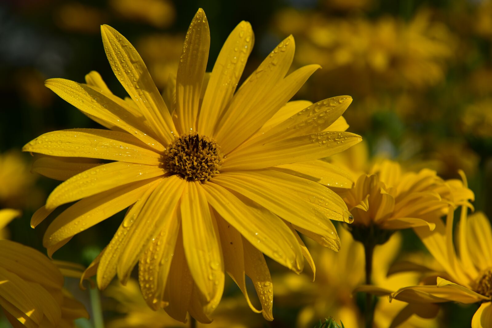 Nikon D750 sample photo. Sunflower, summer, yellow photography