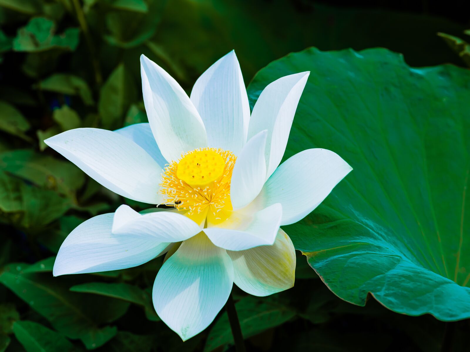Nikon D750 sample photo. Lotus, landscape, summer photography