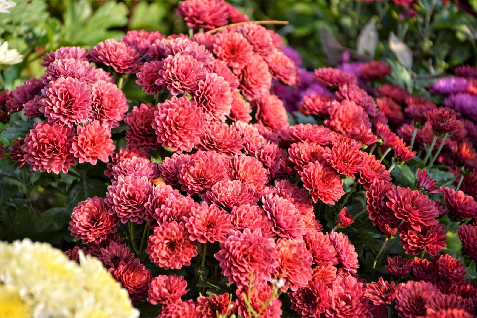 Nikon D7100 sample photo. Flower, chichewa live, vivid photography