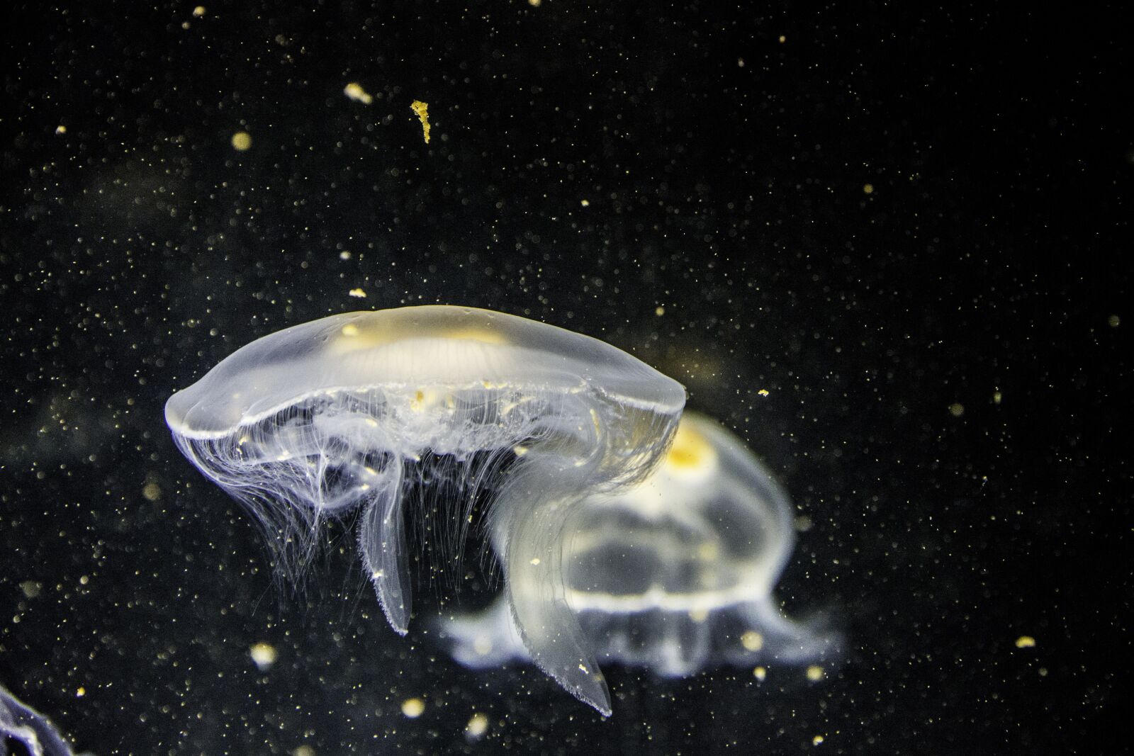 Canon EOS 5D Mark III + Canon EF 28-300mm F3.5-5.6L IS USM sample photo. Jellyfish, animal, underwater photography