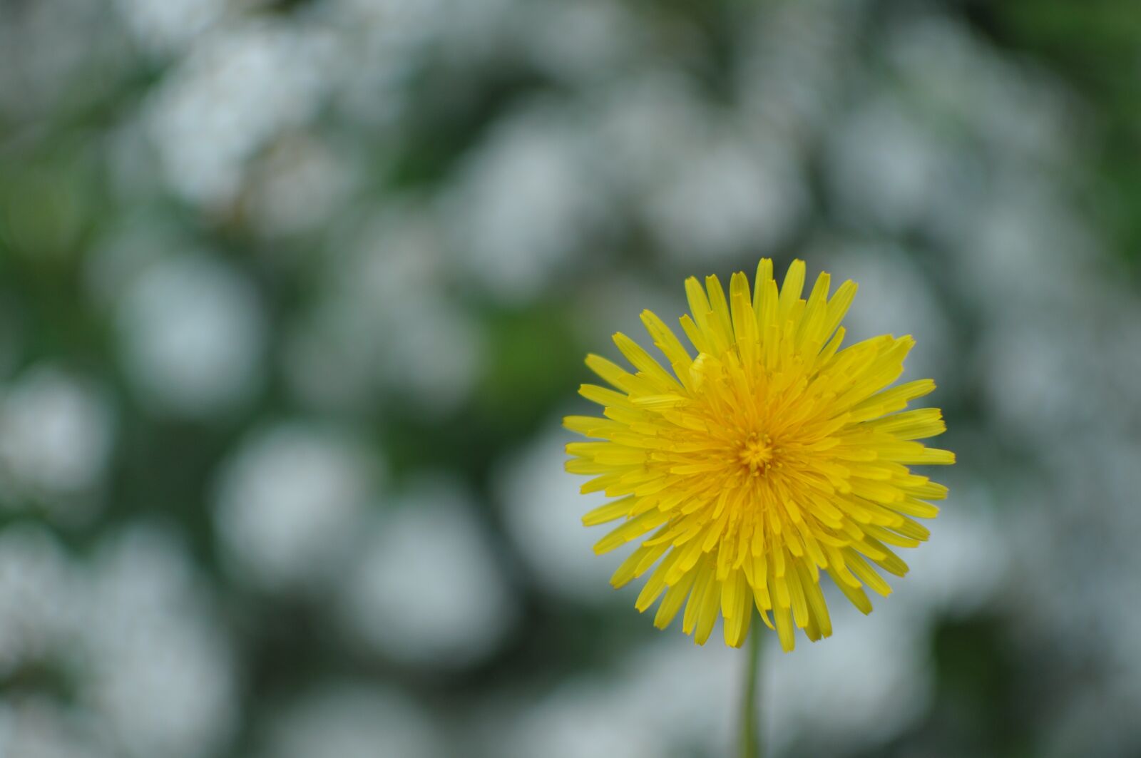 Nikon D90 sample photo. Dandelion, flowers, flora photography