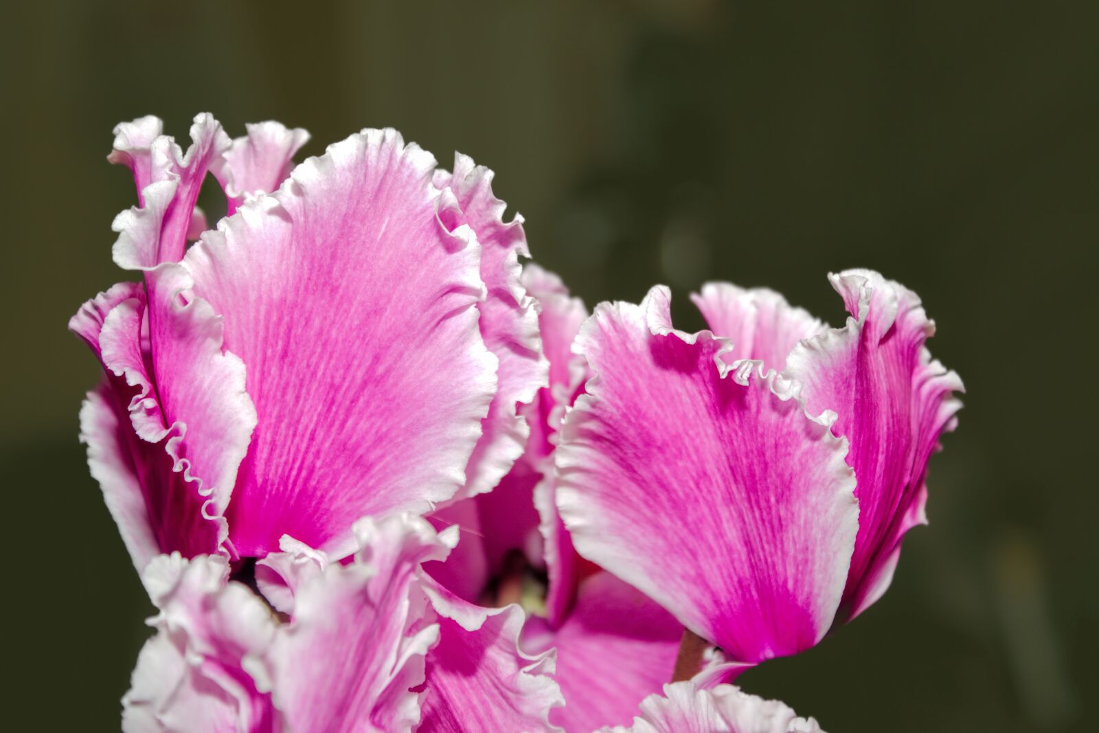 Canon EOS 600D (Rebel EOS T3i / EOS Kiss X5) sample photo. Cyclame, cyclamen, flowers photography