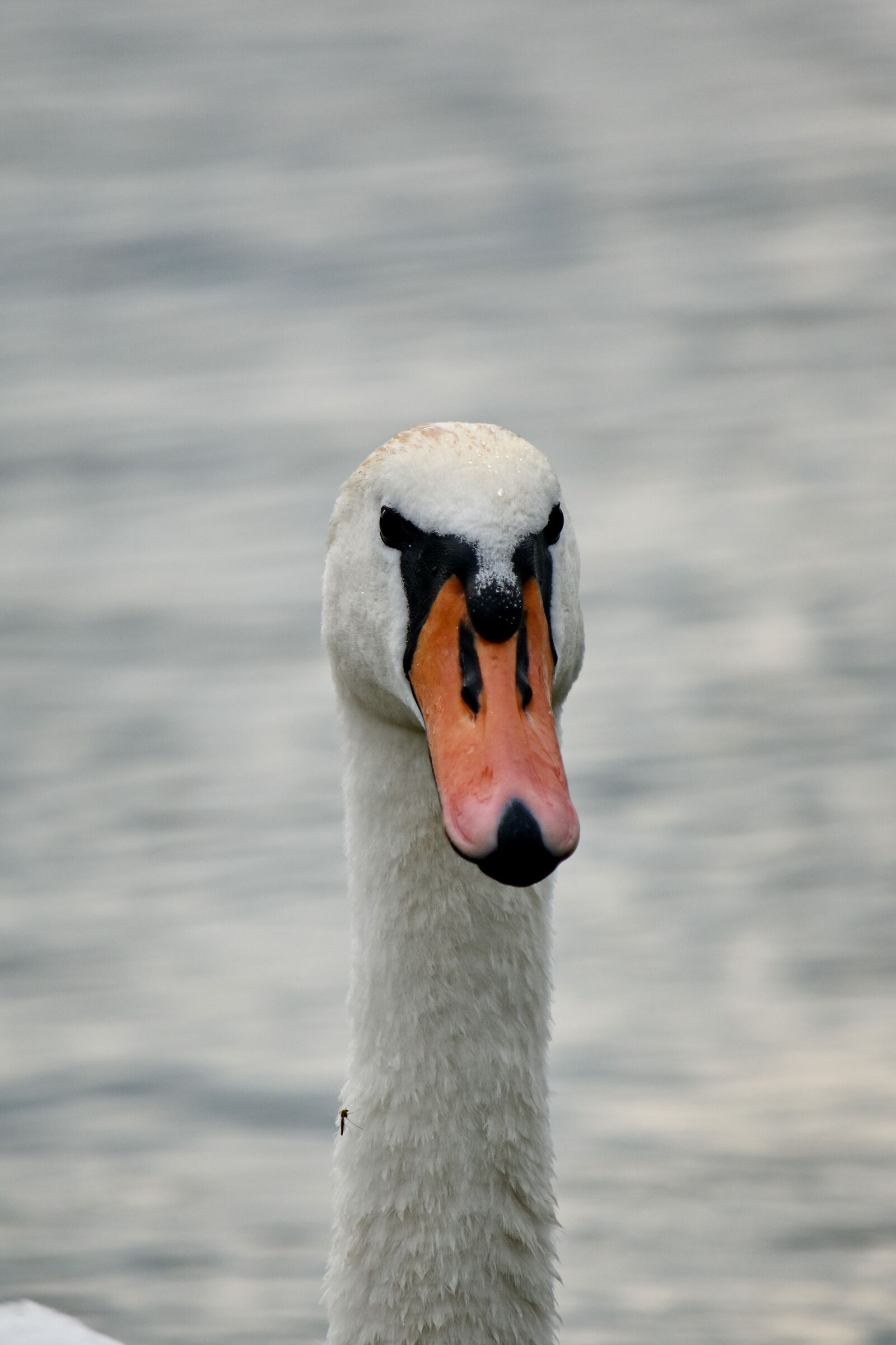 Nikon D5500 sample photo. Beak, close-up, eyes, feather photography