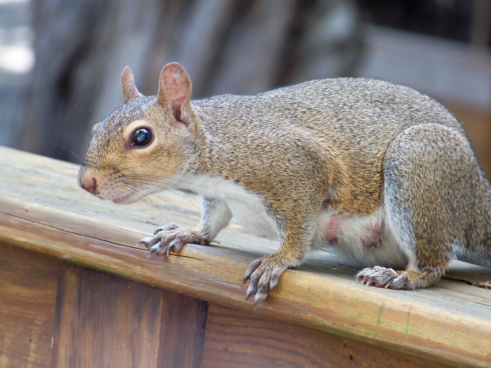 Kodak EASYSHARE Z1012 IS DIGITAL CAMERA sample photo. Squirrel, nature, out photography