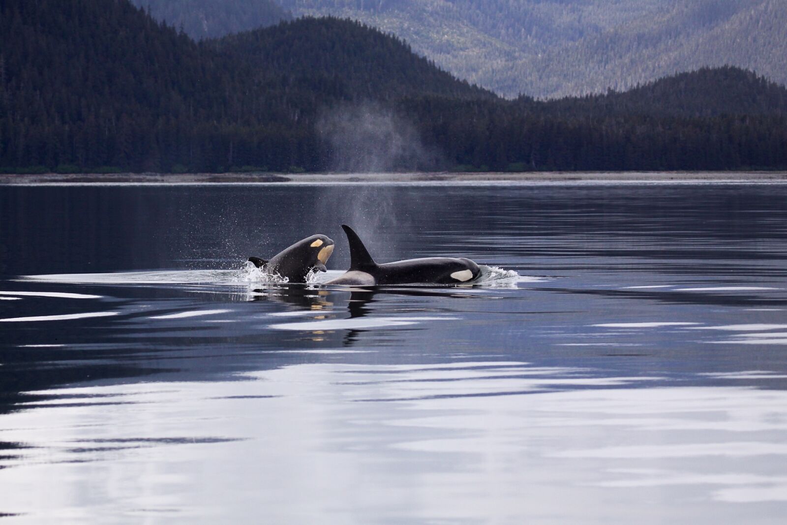 Canon EF 100-400mm F4.5-5.6L IS USM sample photo. Killer whales, orcas, breaching photography