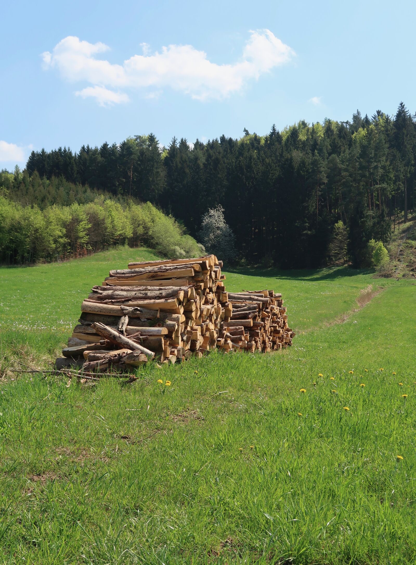 Canon PowerShot G7 X Mark II sample photo. Wood, grass, tree photography