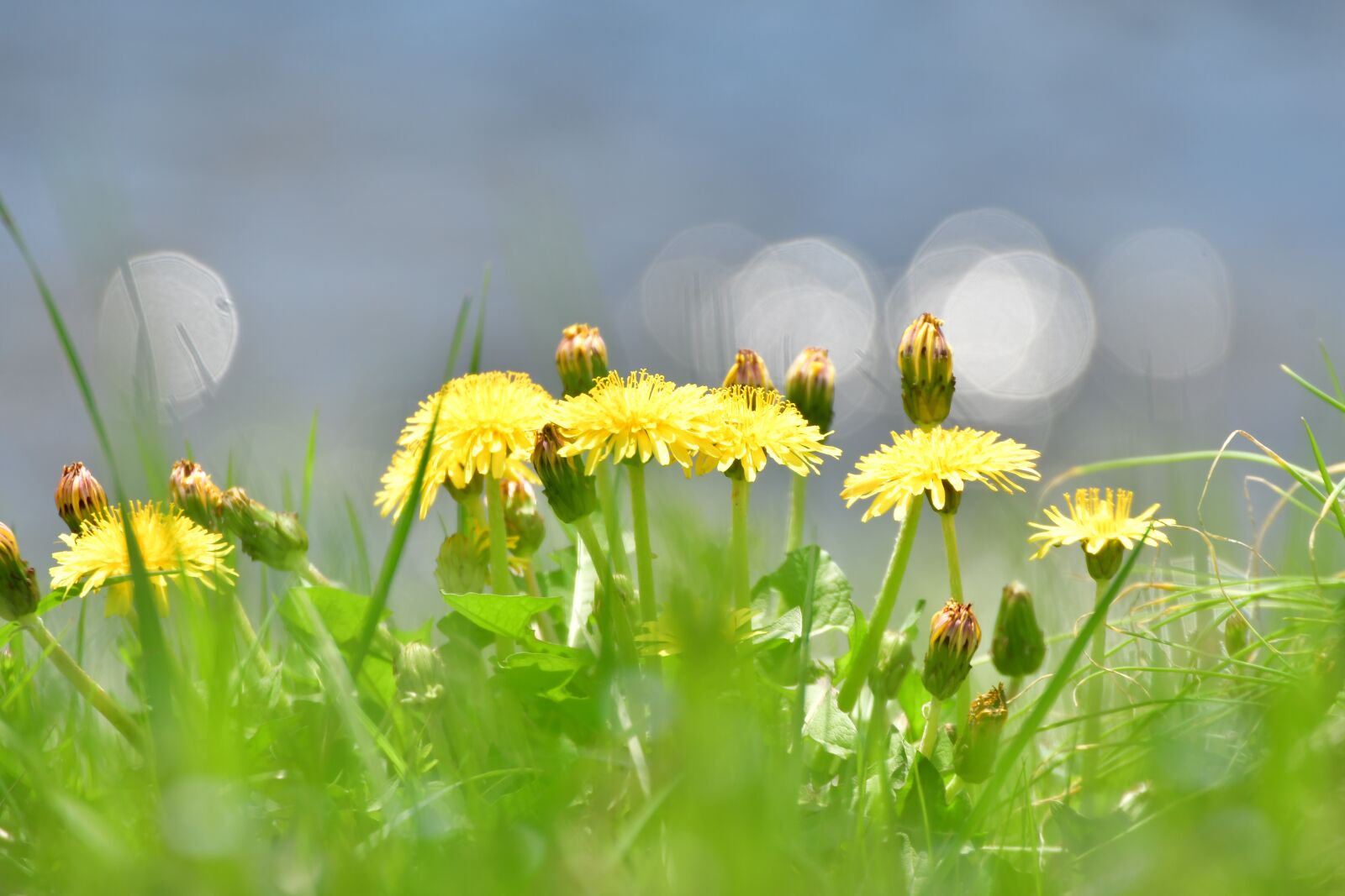 Nikon D500 sample photo. Spring, dandelion, sunshine photography
