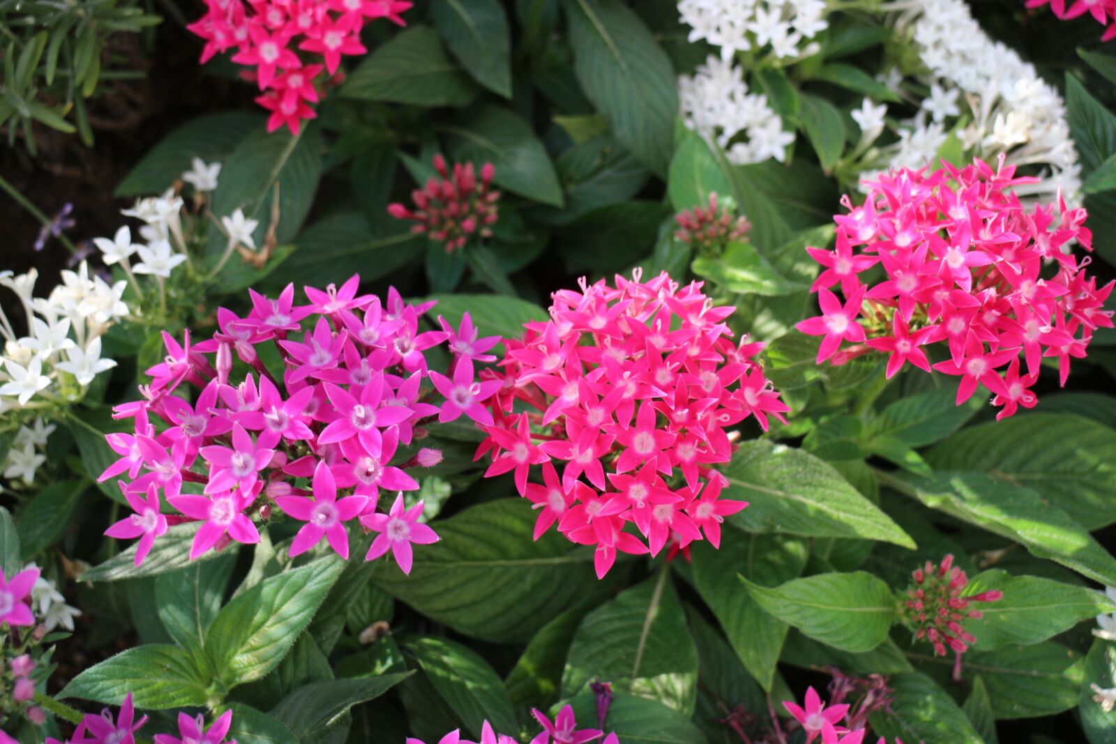 Canon EOS M2 + Canon EF-M 18-55mm F3.5-5.6 IS STM sample photo. Pentas, flower, egyptianstar photography