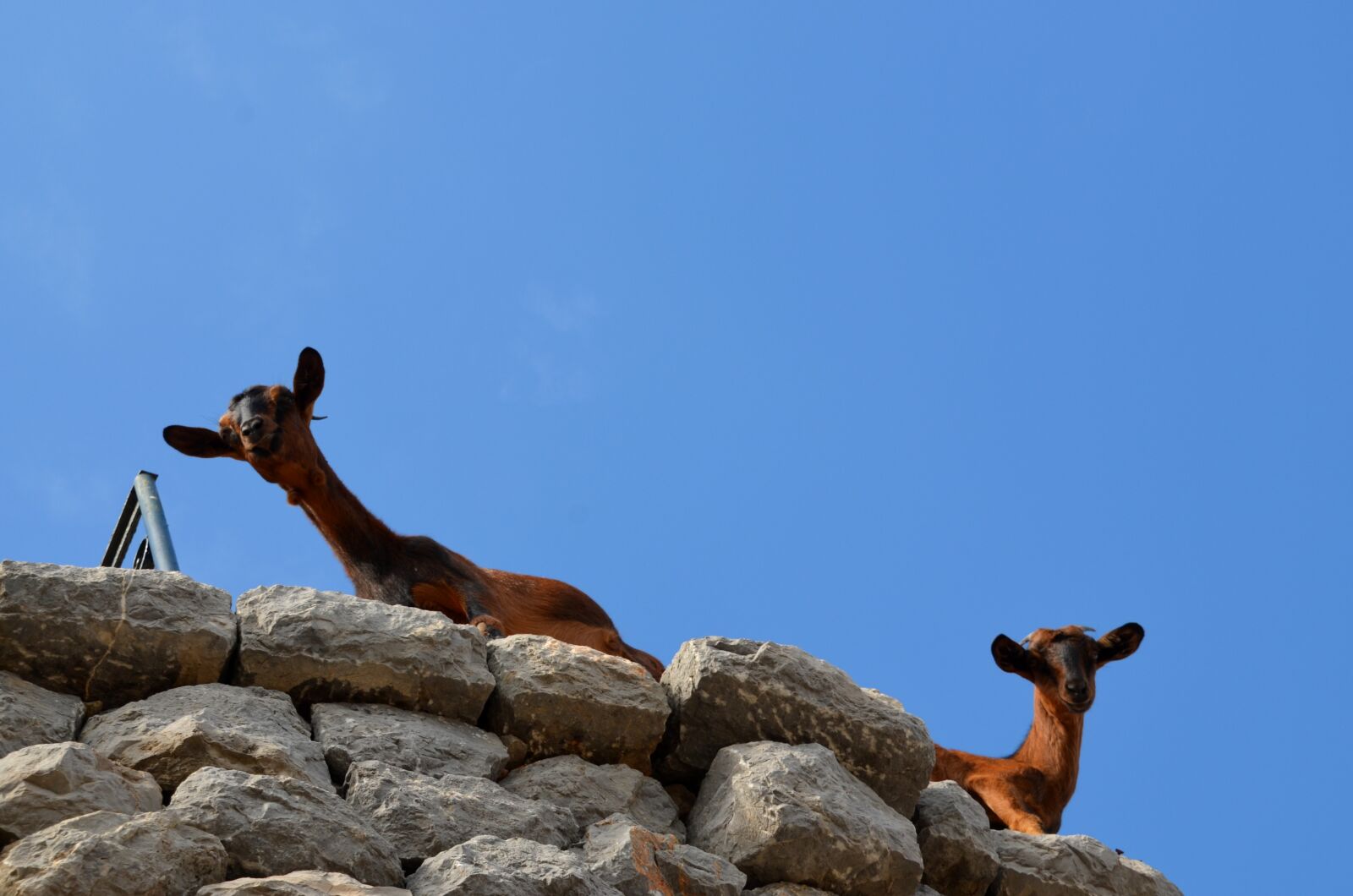 Nikon D5100 sample photo. Goat, climb, livestock photography