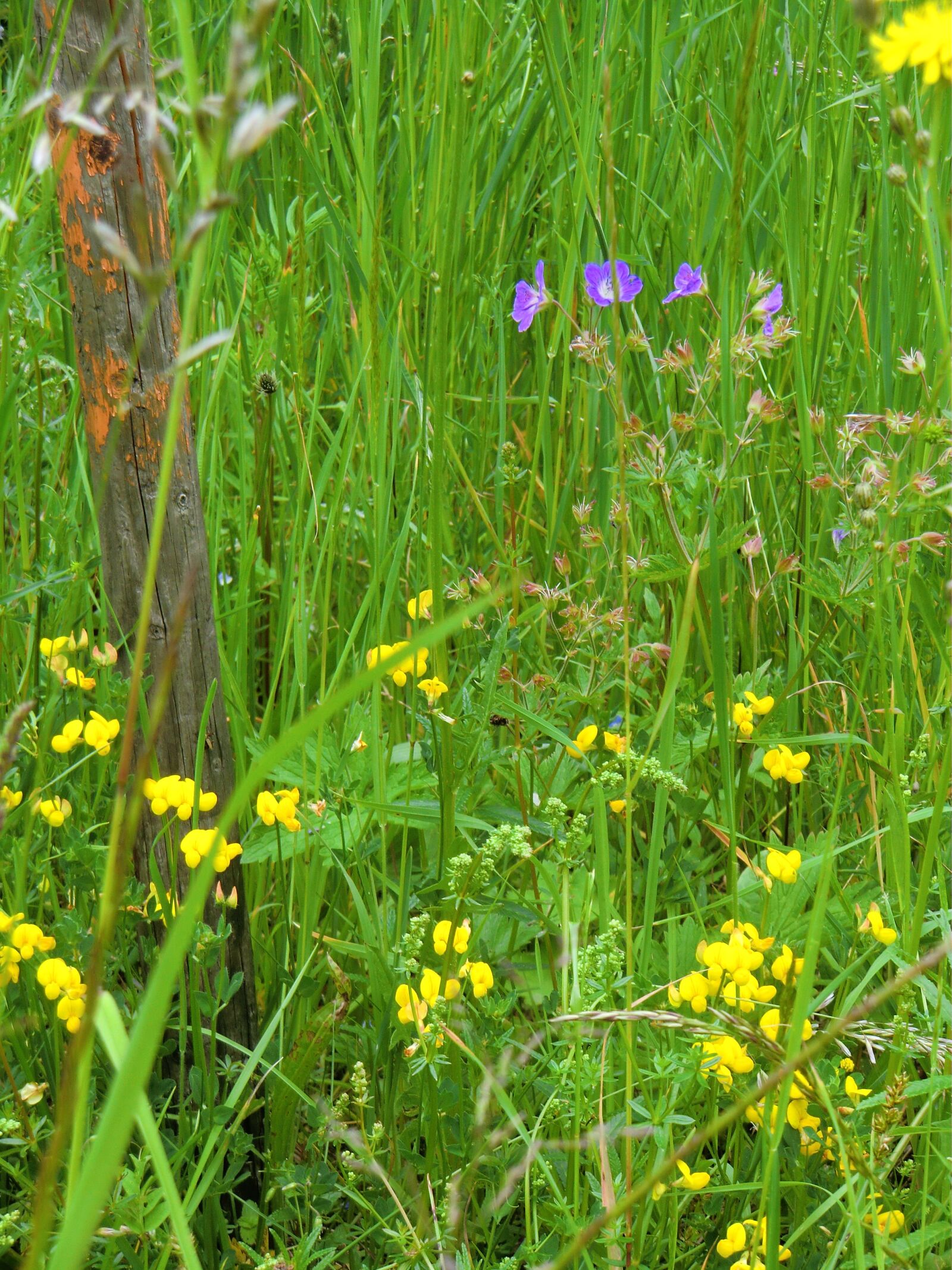 CASIO EX-H15 sample photo. Summer meadow, nature, green photography