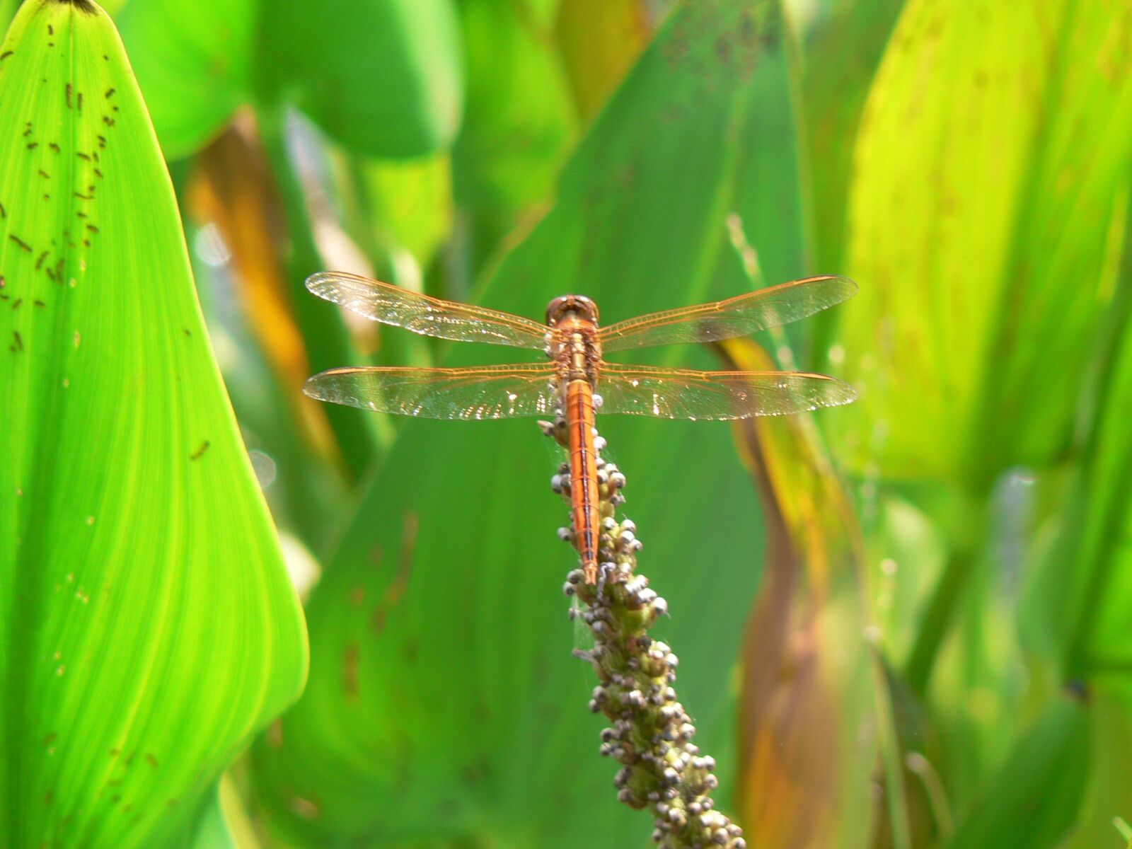Panasonic DMC-FZ5 sample photo. Dragonfly, insect, nature photography