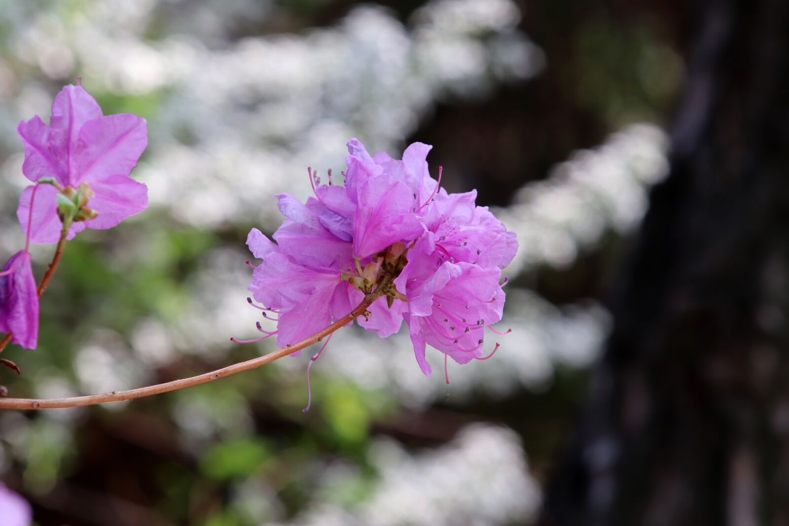 Canon EF 70-200mm F2.8L USM sample photo. Azalea, spring, flowers photography