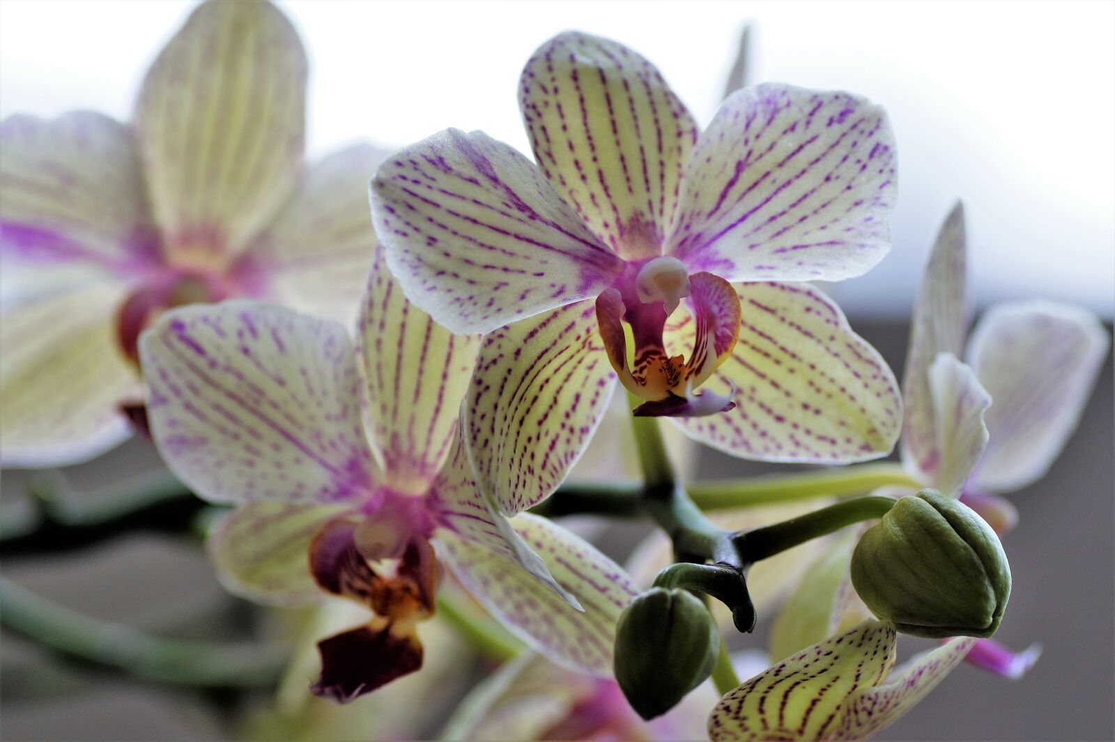 Sony SLT-A58 sample photo. Orchidea, exotic flower, flower photography