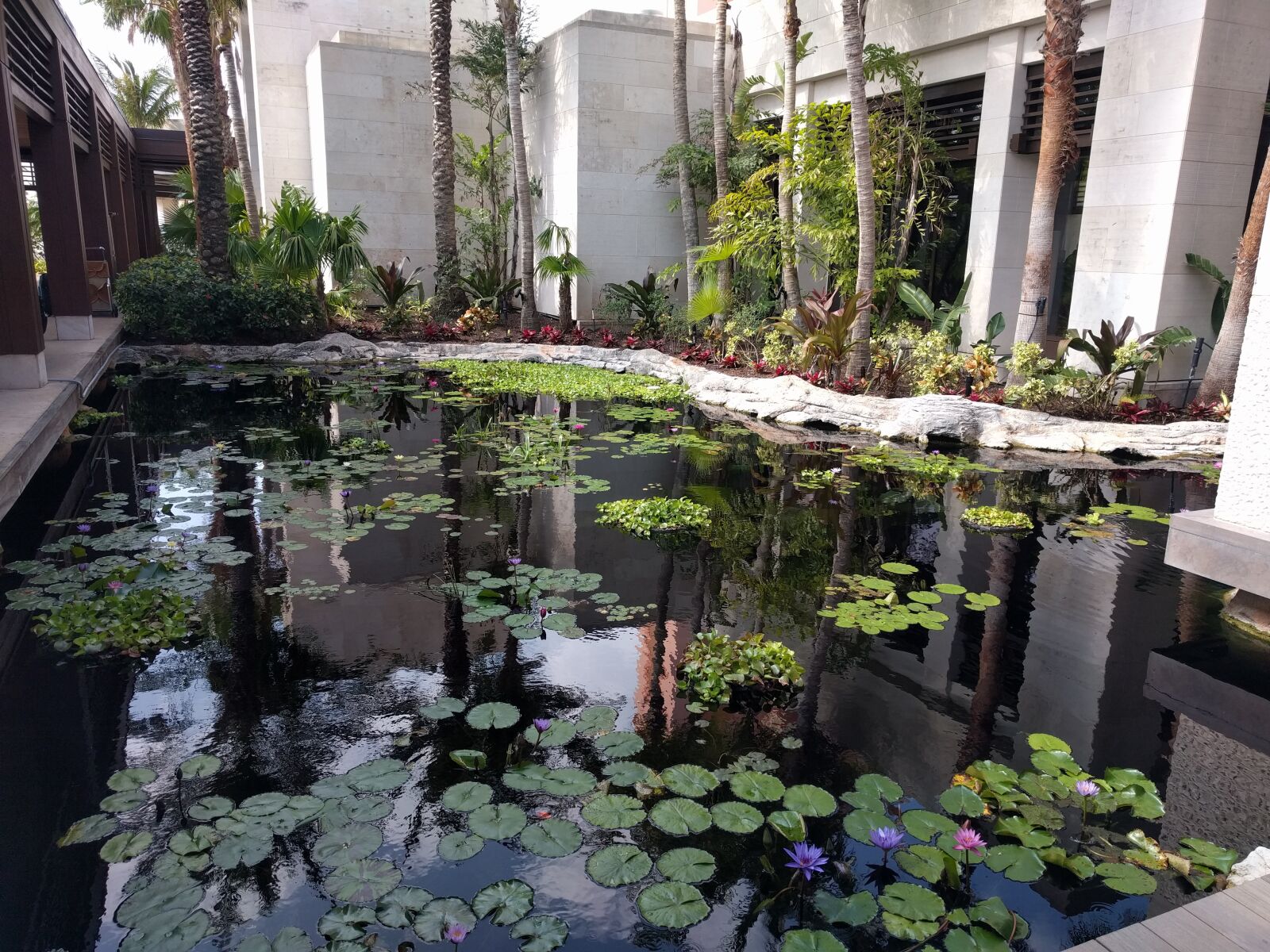 LG Nexus 5X sample photo. Bahamas, pond, hotel photography
