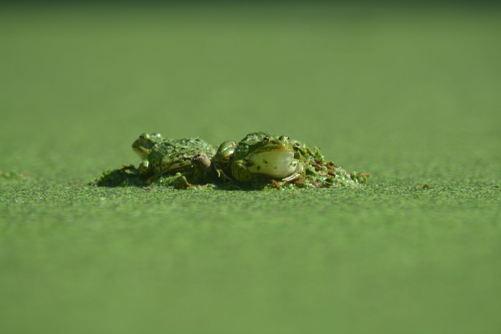 Nikon D5200 sample photo. Nature, animal, grass photography