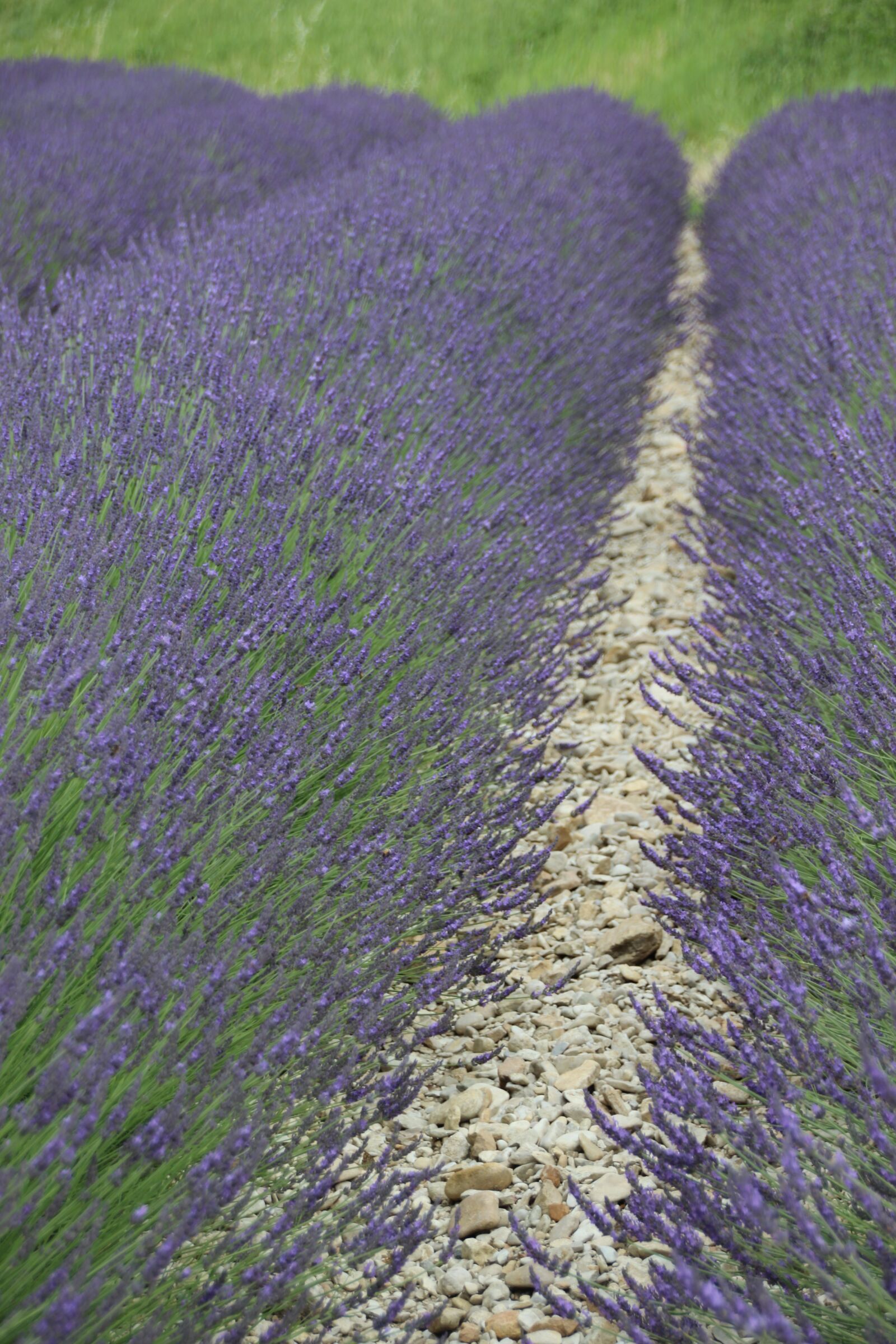Canon EOS 600D (Rebel EOS T3i / EOS Kiss X5) sample photo. Lavender, france, provence photography