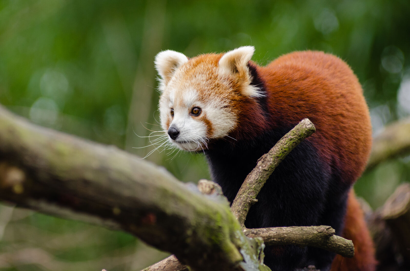 AF Zoom-Nikkor 80-200mm f/2.8 ED sample photo