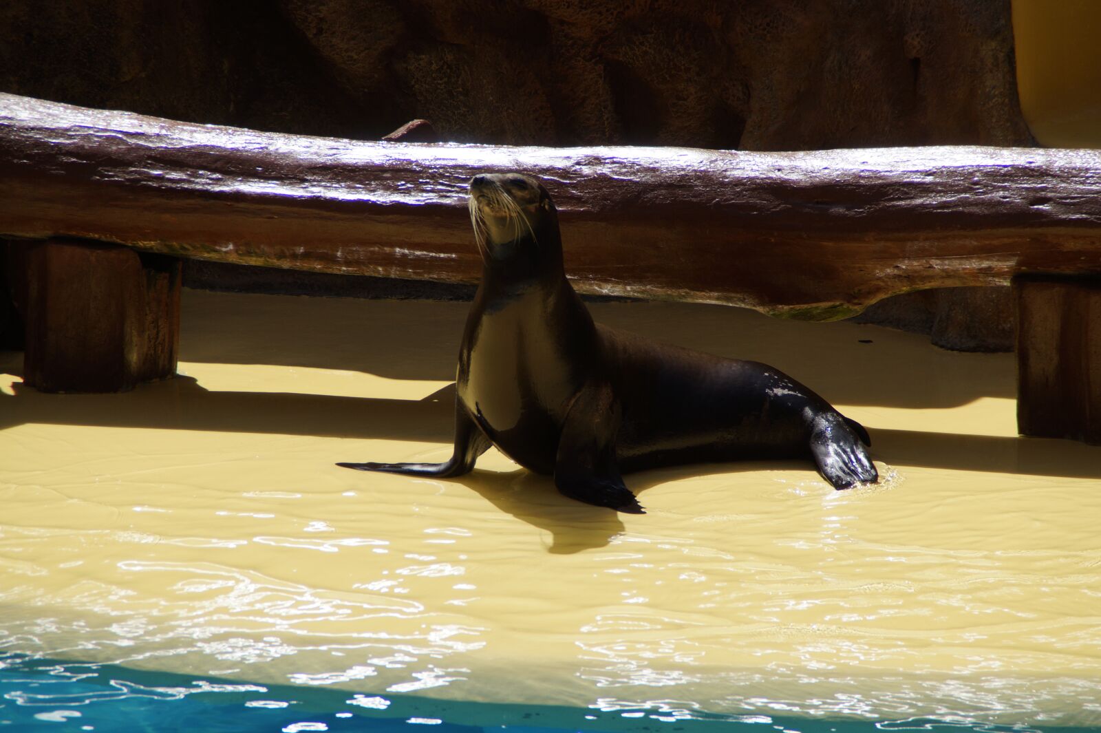 Sony SLT-A58 sample photo. Sea lion, female, circus photography