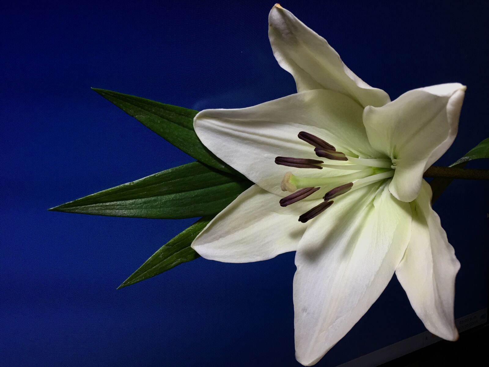 Apple iPhone 6s Plus sample photo. Lily, white petals, pistils photography