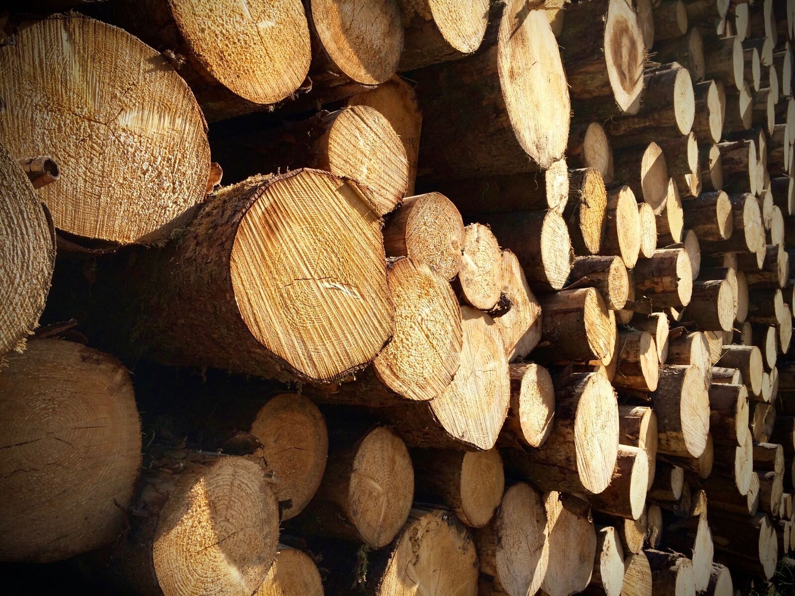 iPhone 5s back camera 4.15mm f/2.2 sample photo. Wood, stack, holzstapel photography