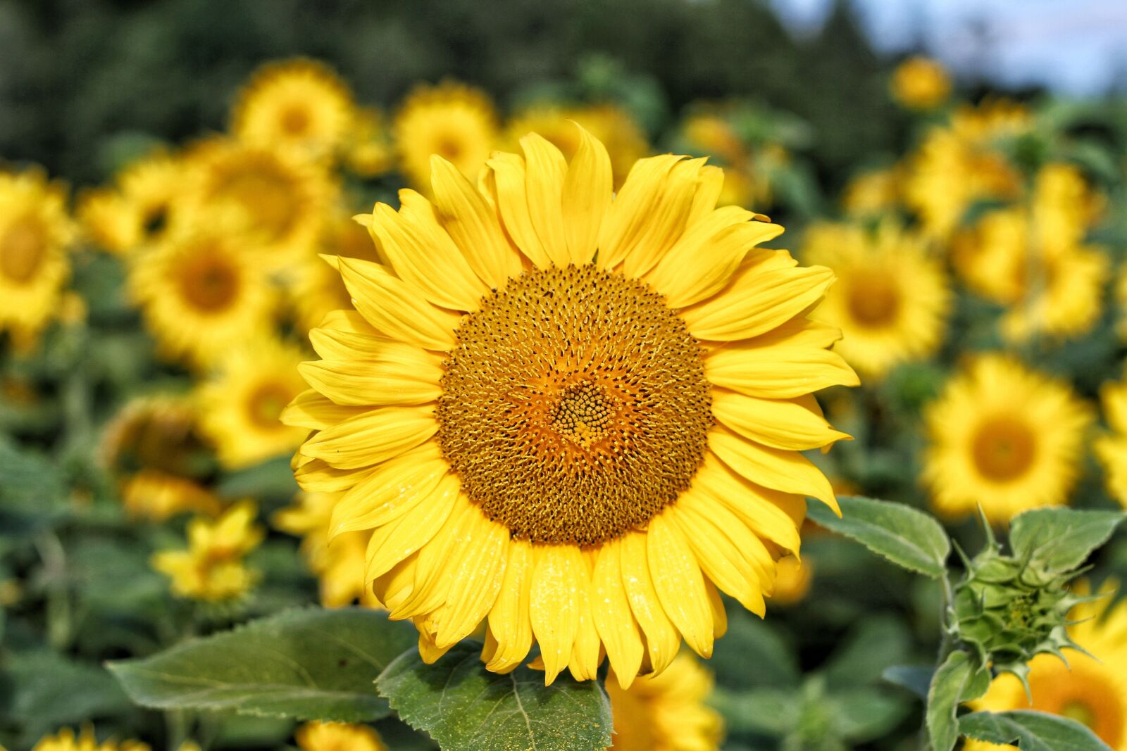 Canon EOS 7D + Canon EF 50mm F1.8 II sample photo. Sunflower, yellow, green photography
