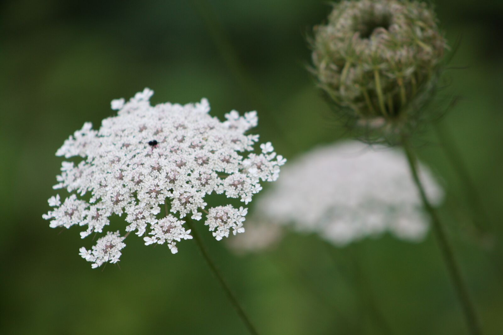 Canon EOS 1000D (EOS Digital Rebel XS / EOS Kiss F) sample photo. Queen ann's lace, white photography
