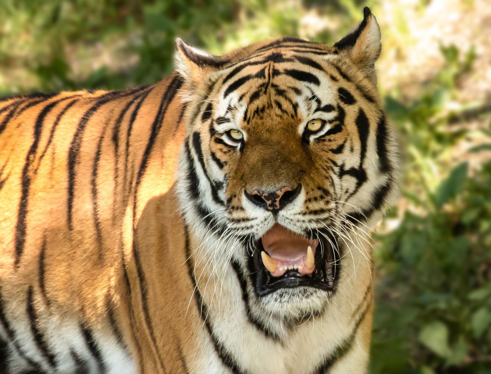 Canon EOS 6D Mark II sample photo. Tiger, mammal, animal photography