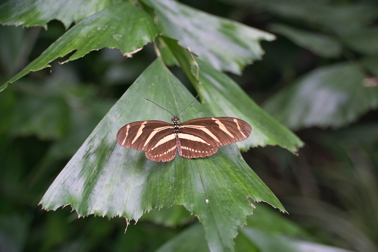 Sony ILCA-77M2 sample photo. Butterfly, zebra longwing, insect photography