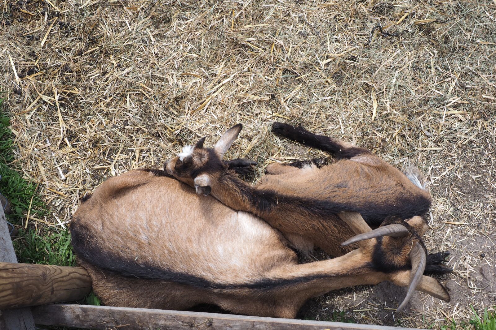 Olympus OM-D E-M1 + Olympus M.Zuiko Digital ED 12-40mm F2.8 Pro sample photo. Mountains, goats, family photography