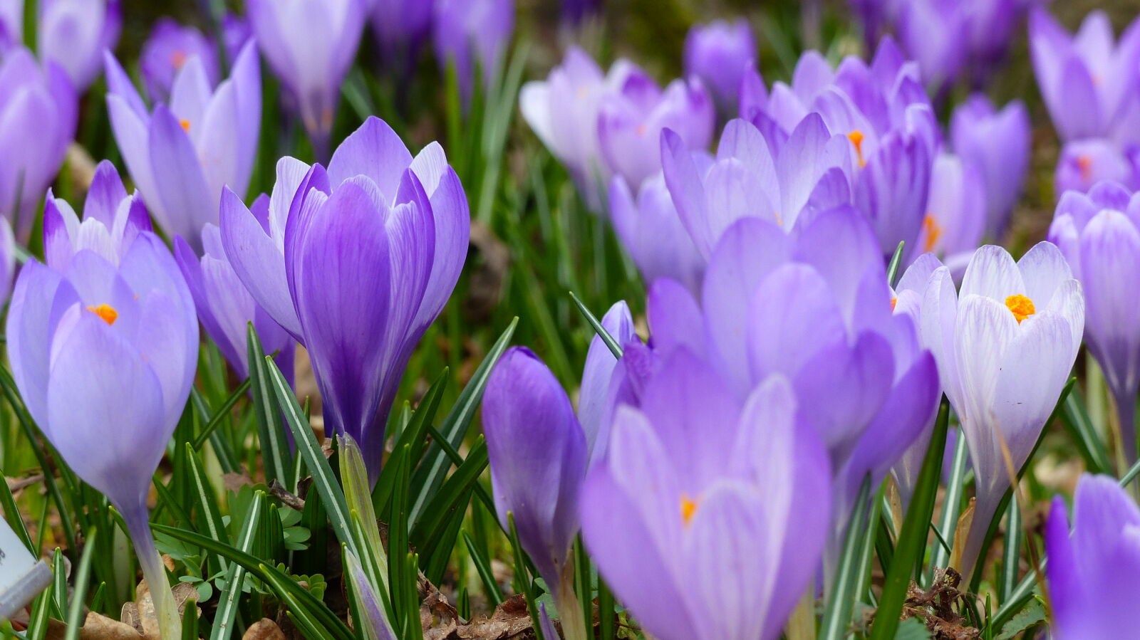 Panasonic Lumix DMC-FZ200 sample photo. Bloom, blossom, crocus, flora photography