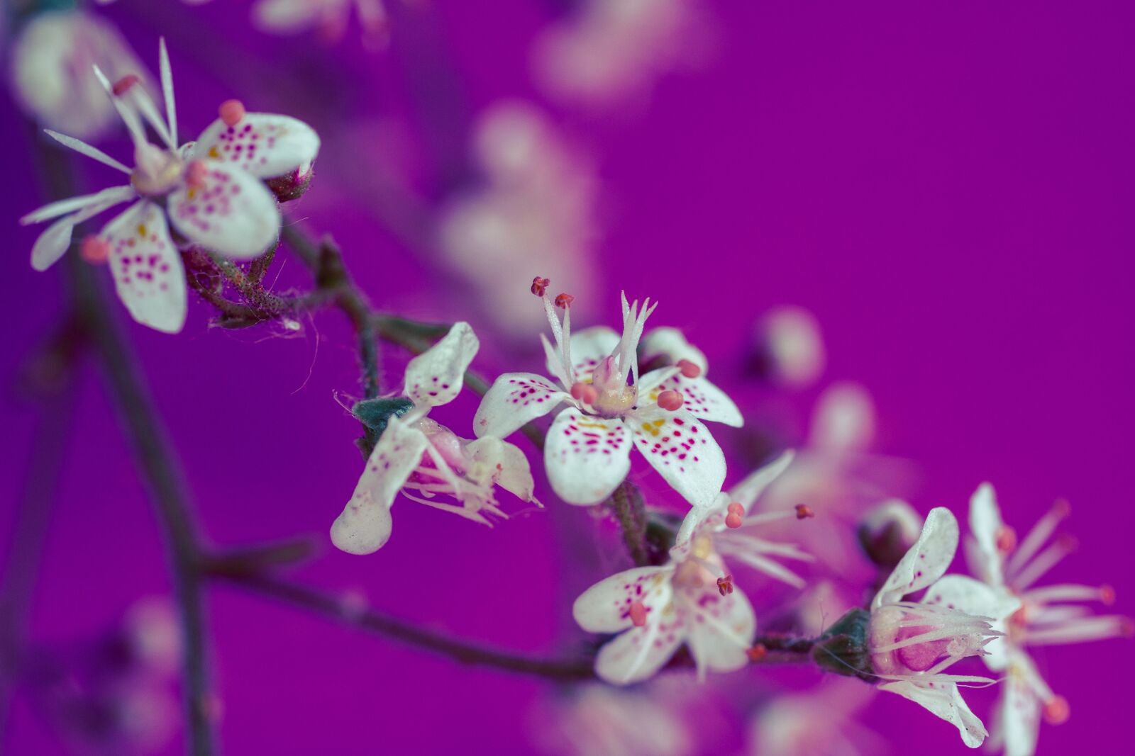 Canon EOS 70D + Canon EF 50mm F2.5 Macro sample photo. Saxifraga cuneifolia, keilbl ttriger photography