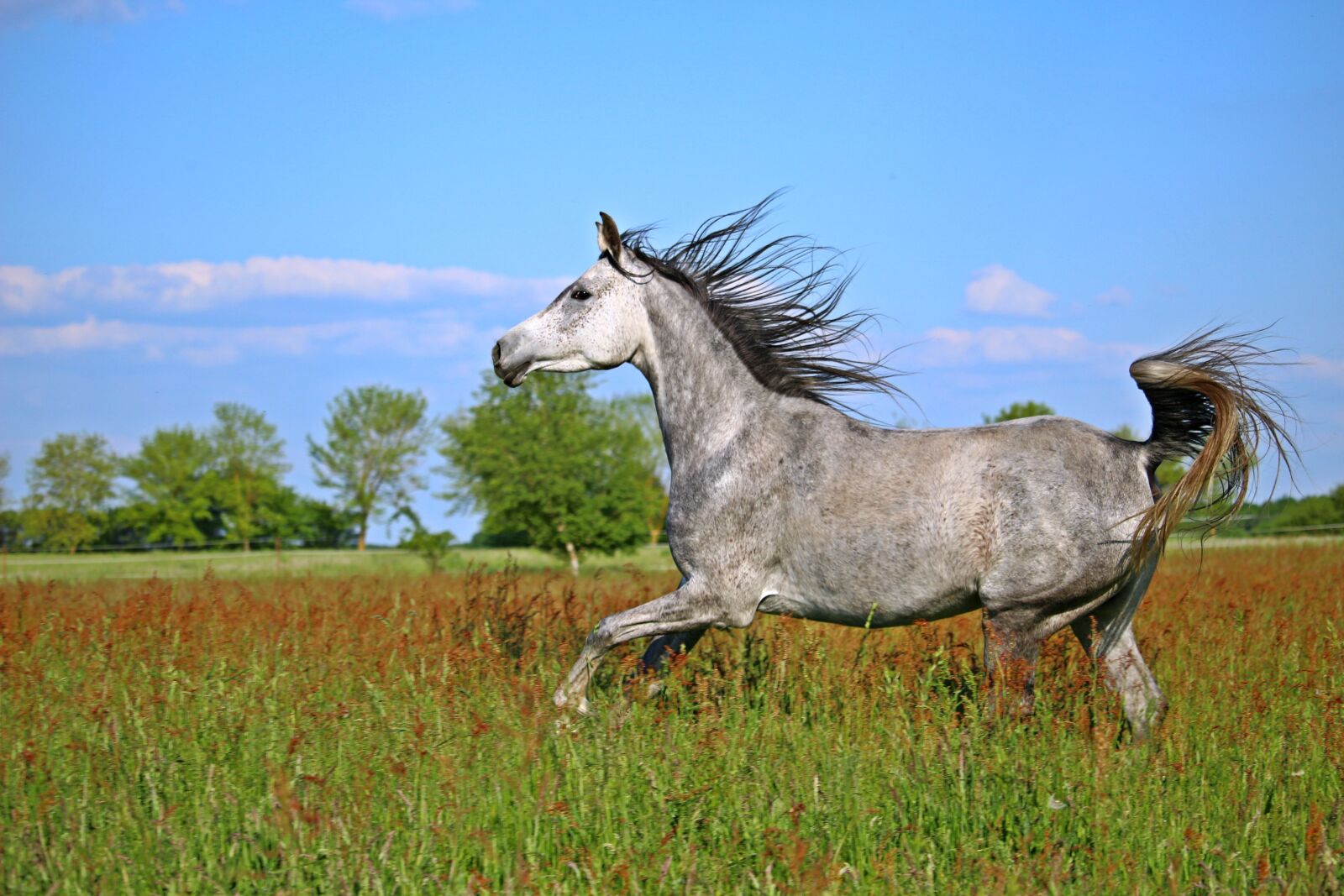 Canon EOS 100D (EOS Rebel SL1 / EOS Kiss X7) sample photo. Horse, mold, thoroughbred arabian photography