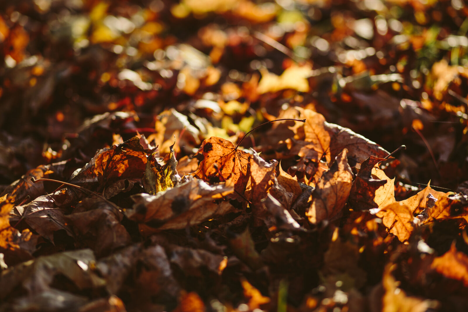 Canon EF 85mm F1.8 USM sample photo. Dried, up, maple, leafs photography