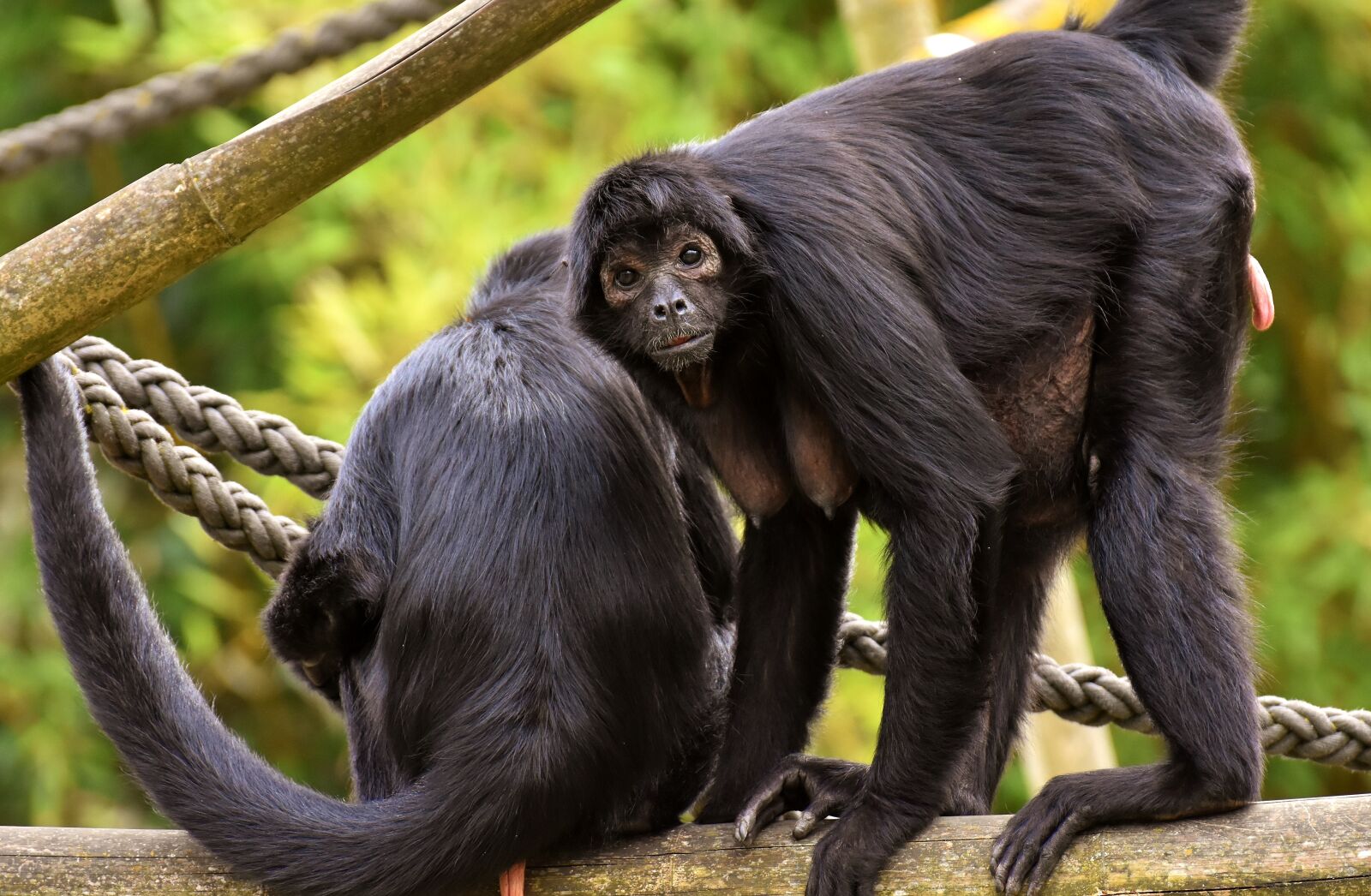 Nikon D7200 sample photo. Ape, funny, cute photography