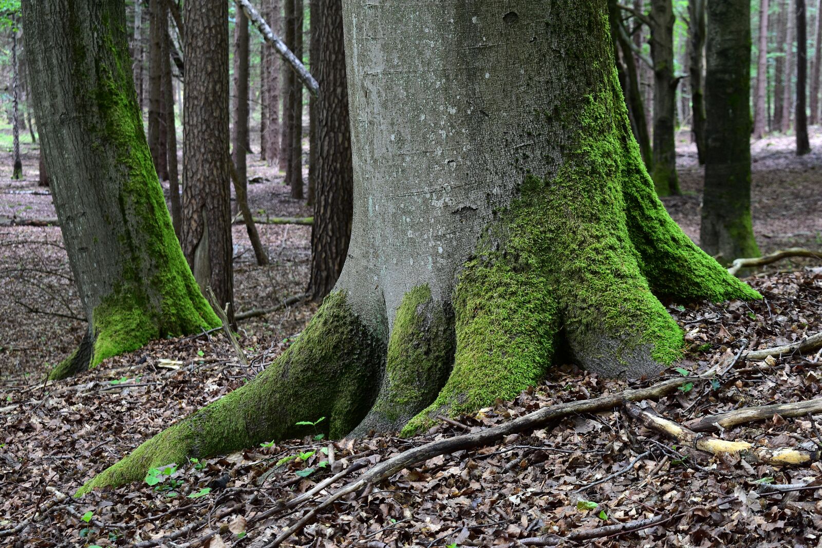 Nikon D3400 sample photo. Forest, nature, moss photography