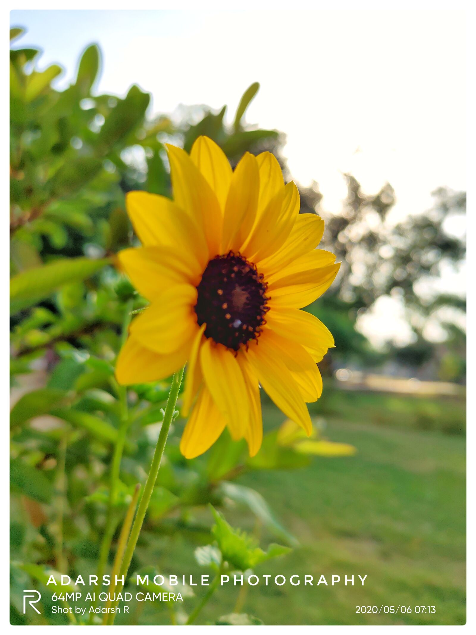 Realme XT sample photo. Flower, morning, yellow colour photography