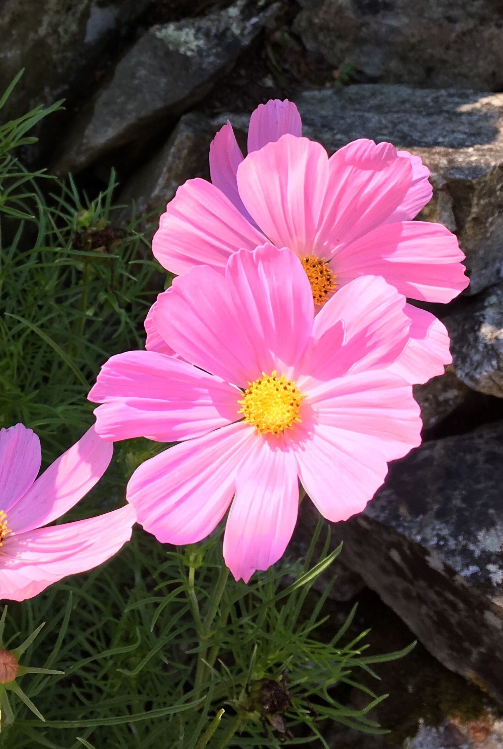 Apple iPhone 6s Plus sample photo. Macro, cosmo, pink photography