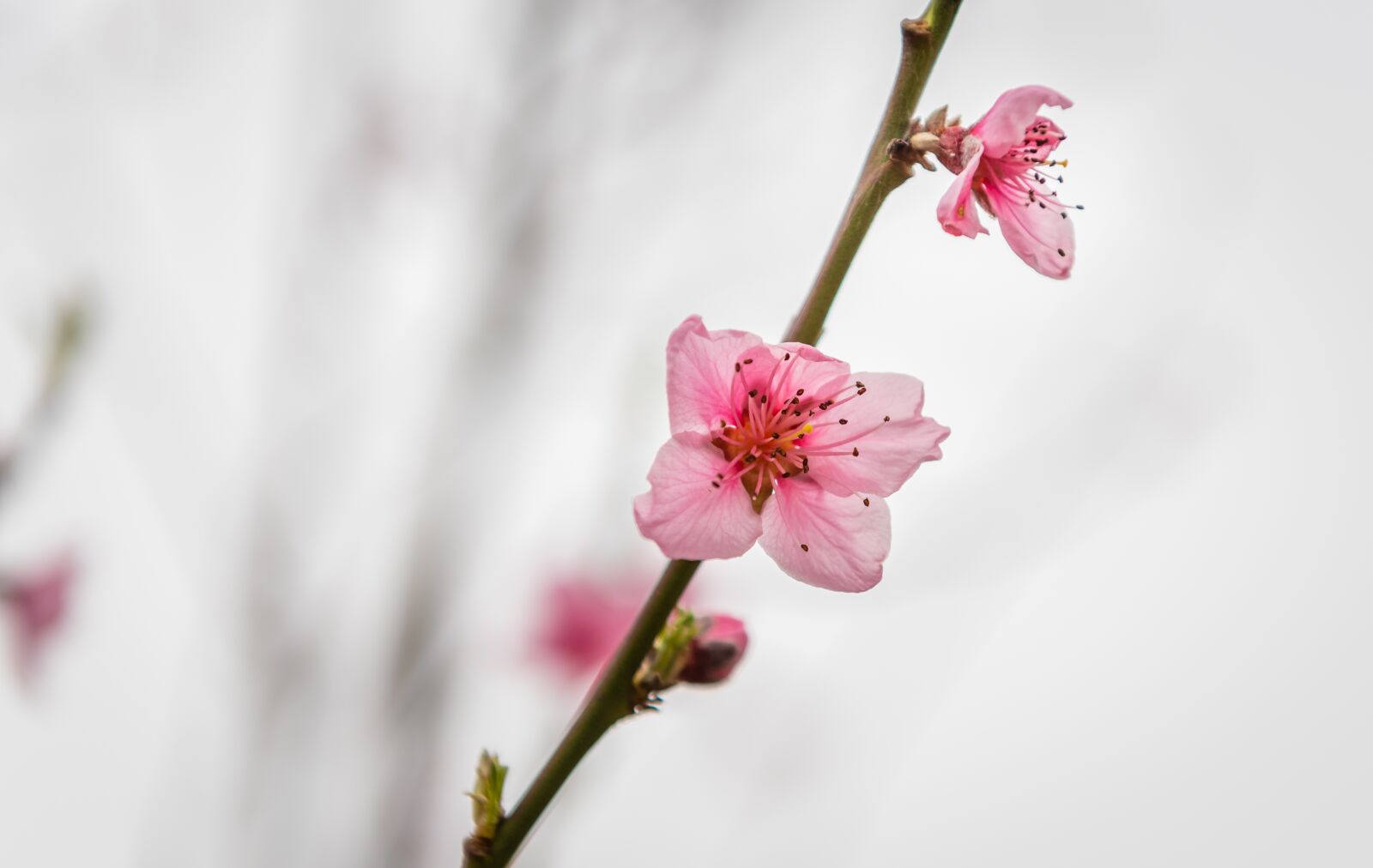 Nikon D750 sample photo. Peach blossom, fruit tree photography