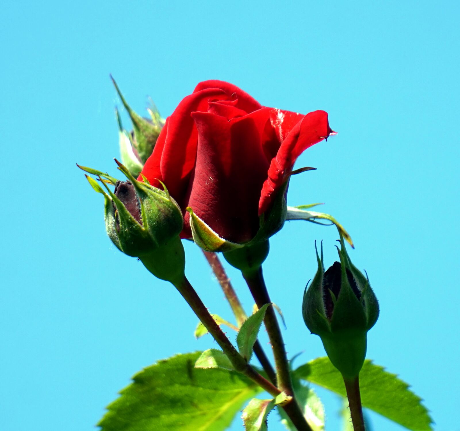 Sony Alpha a5000 (ILCE 5000) + Sony E 55-210mm F4.5-6.3 OSS sample photo. Rose, blossom, bloom photography