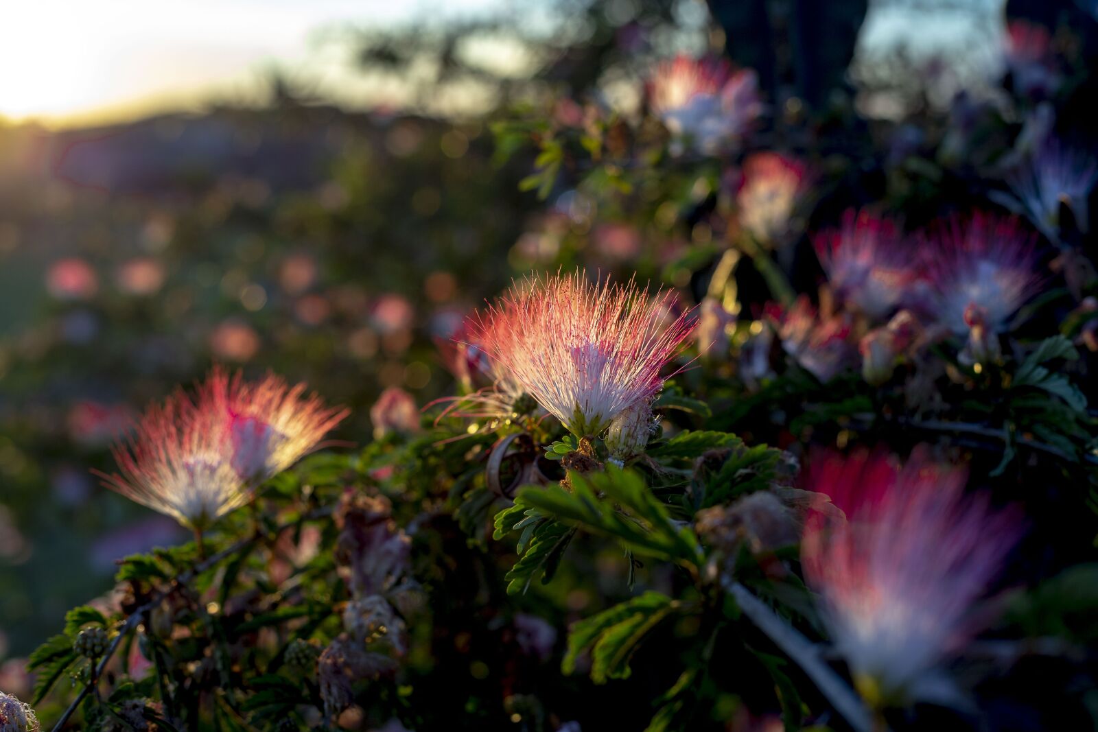 Canon EOS 6D sample photo. Flowers, garden, flower photography