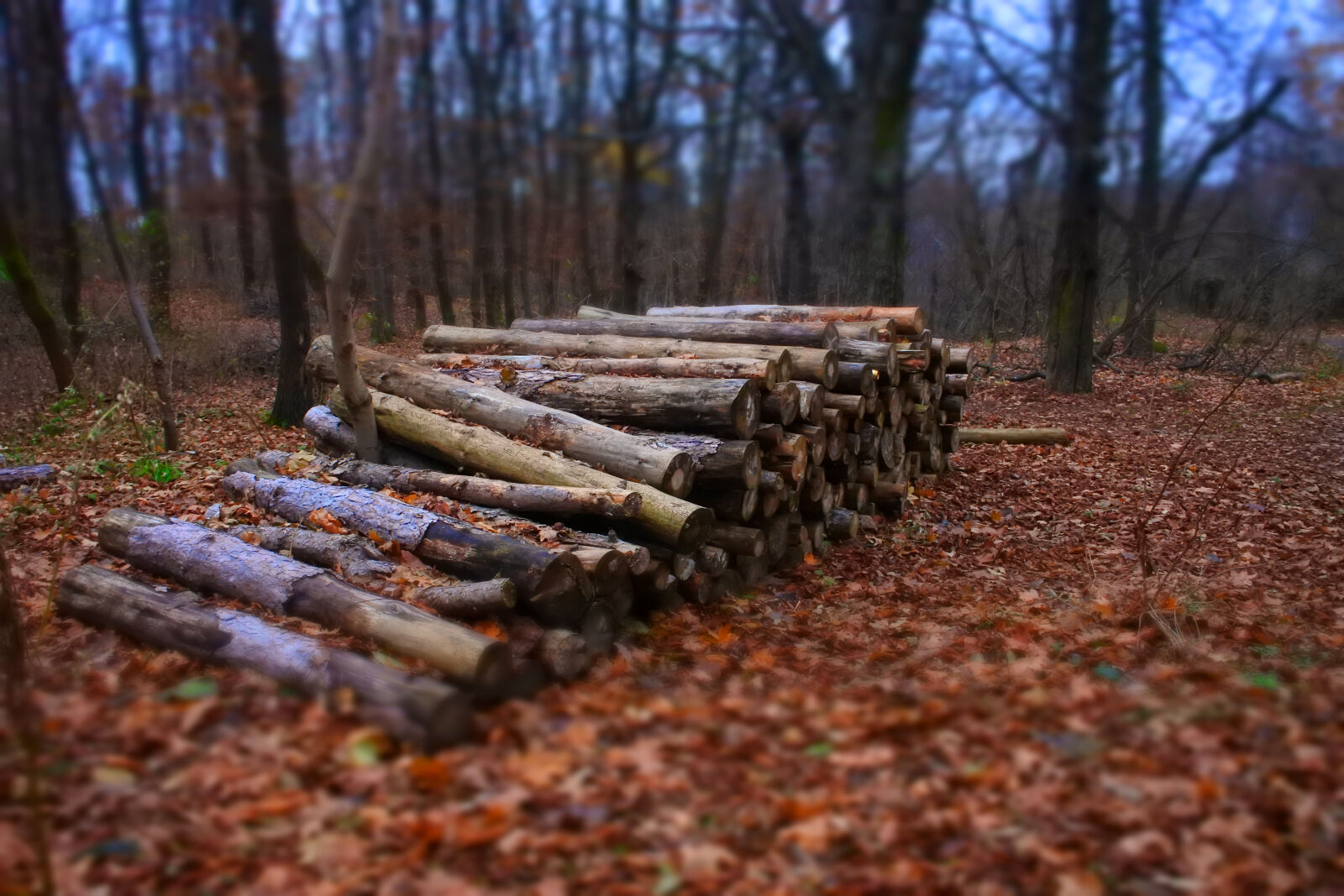 Nikon 1 J5 sample photo. Autumn, bark, blurr, close photography