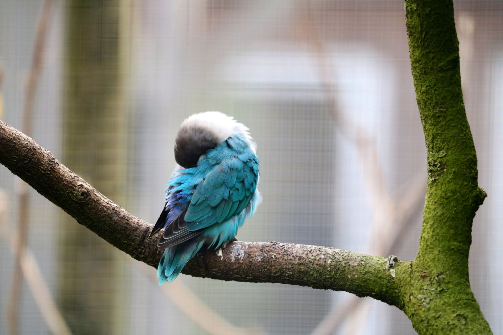 Canon EOS 750D (EOS Rebel T6i / EOS Kiss X8i) sample photo. Bird, nature, animal photography