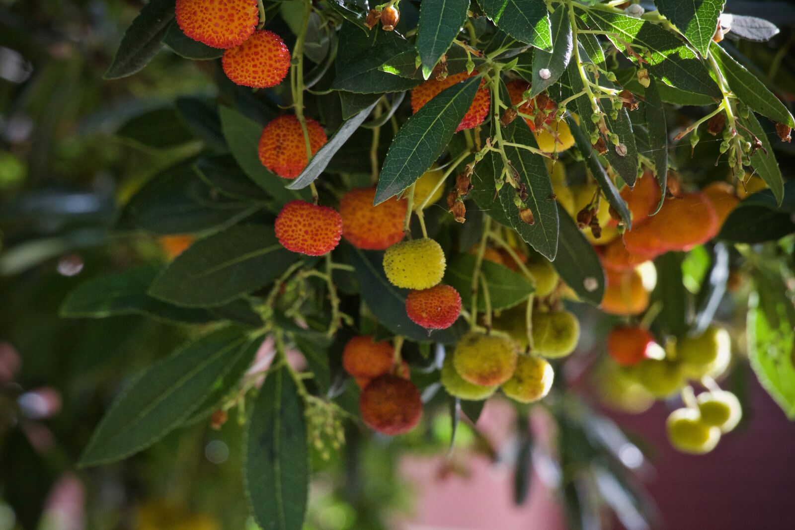 Canon EOS M sample photo. Strawberry tree, plant, mediterranean photography