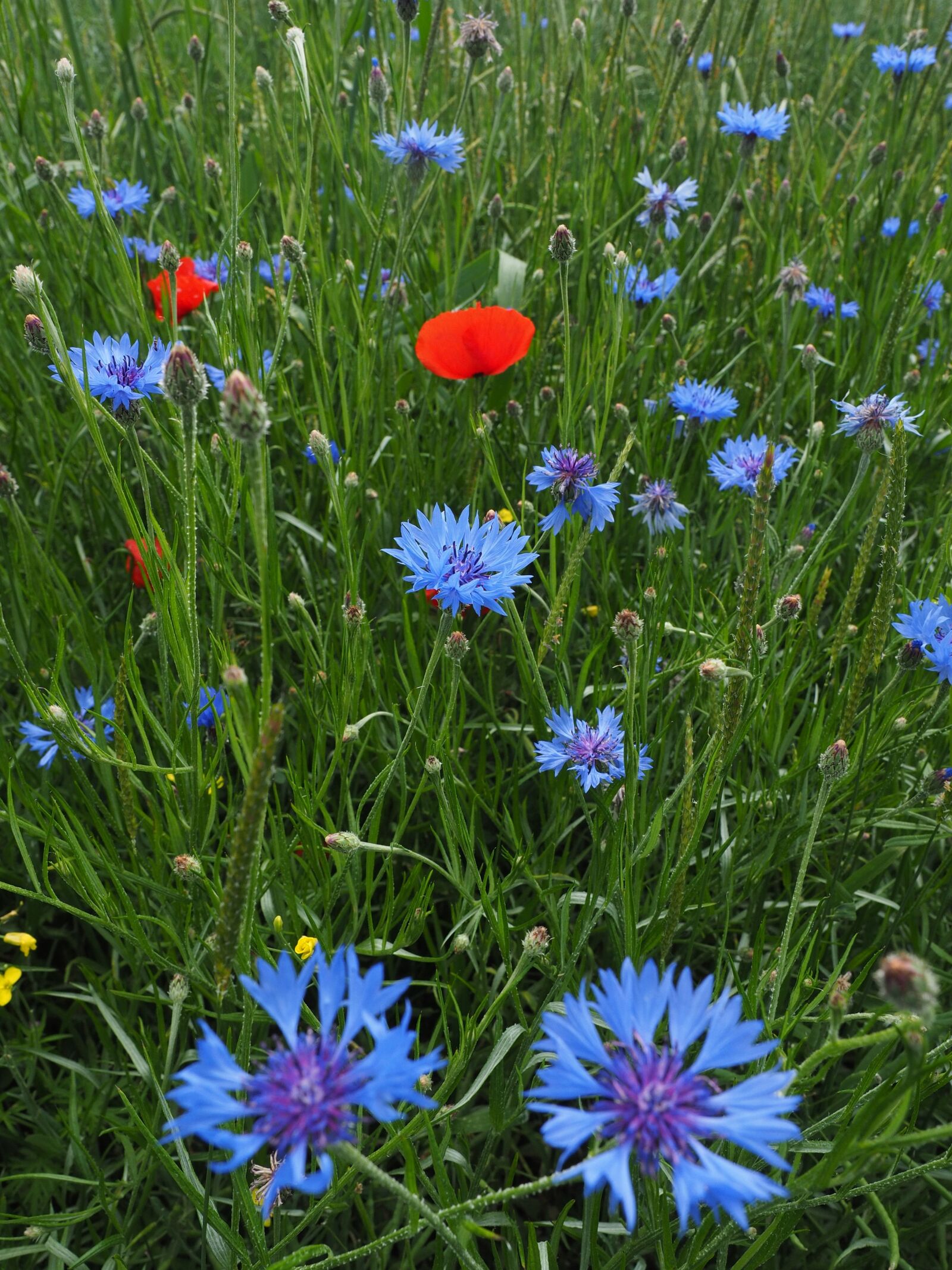 Olympus OM-D E-M1 + Olympus M.Zuiko Digital ED 12-40mm F2.8 Pro sample photo. Cornflowers, kornblumenfeld, flower photography