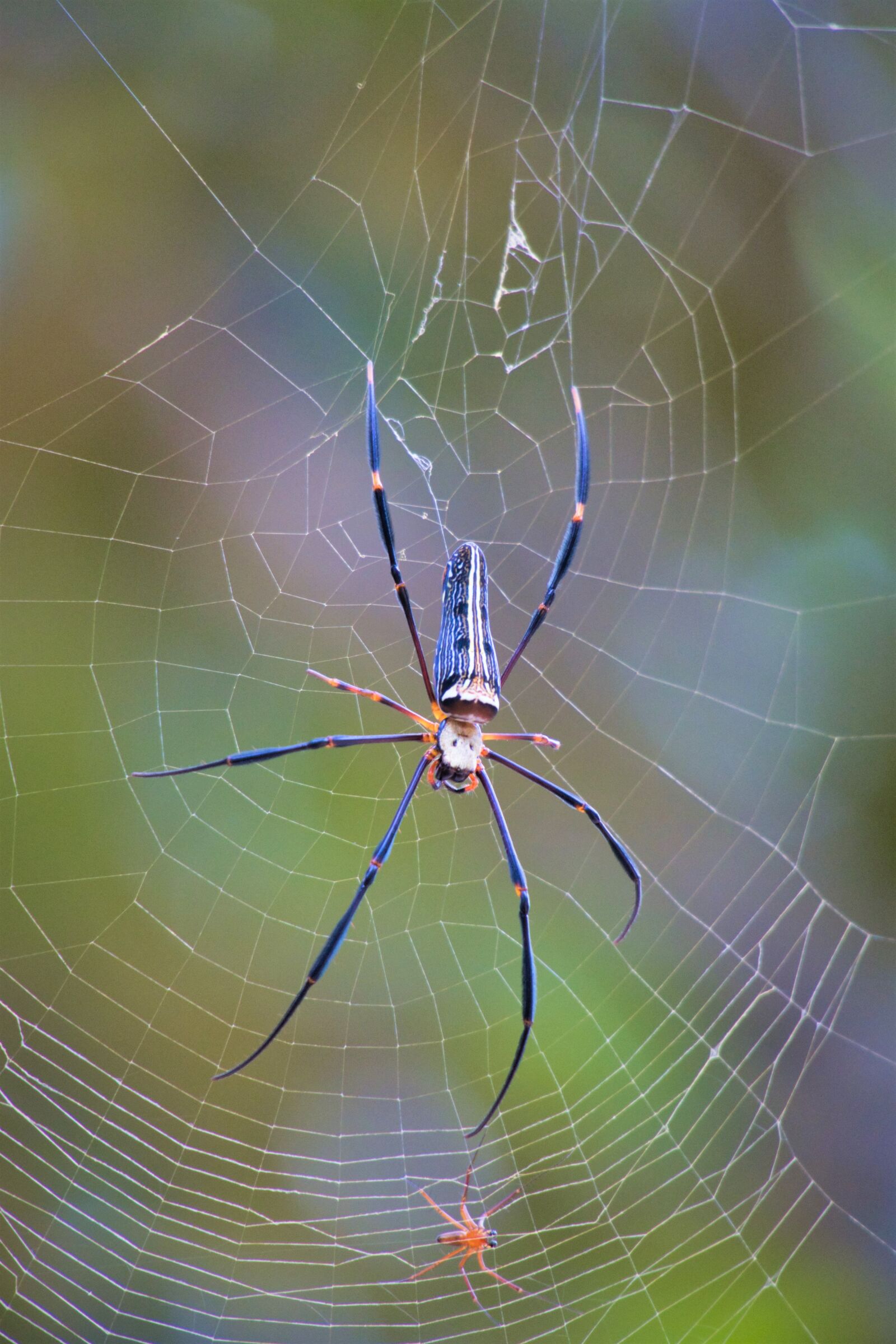 Canon PowerShot G3 X sample photo. Big spider, spider silk photography
